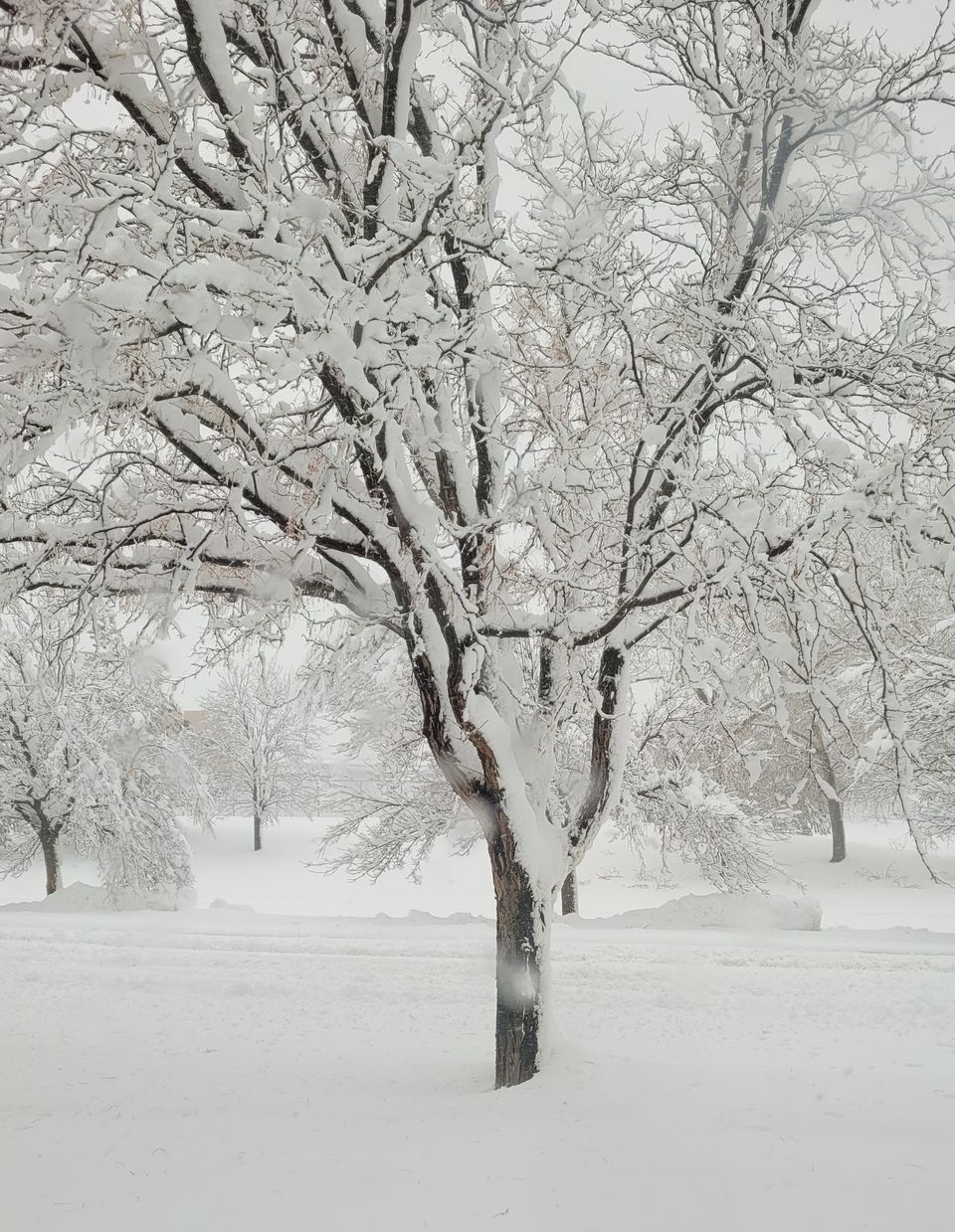 Winter Tree